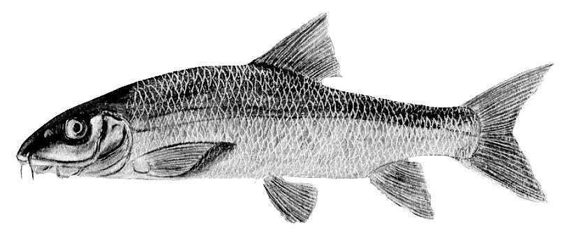 Luciobarbus graellsii_001.jpg